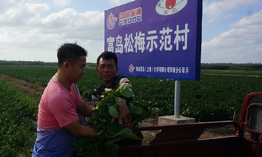 近日，中海化学旗下的富岛公司化肥一部装置实现150天长周期运行，取得开门红。生产装置的安稳长优运行，为化肥产品的稳定产出奠定坚实基础。图为海南省临高县富岛松梅示范村获得大丰收，农民们喜上眉梢。