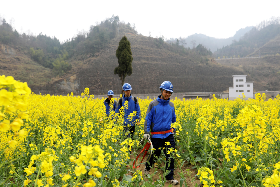 近日，中国电信黔南都匀分公司小围寨支局的装维人员走进油菜花田，解决村民上网所需，打通乡村网络的“动脉”，让更多用户真切感受到电信服务。