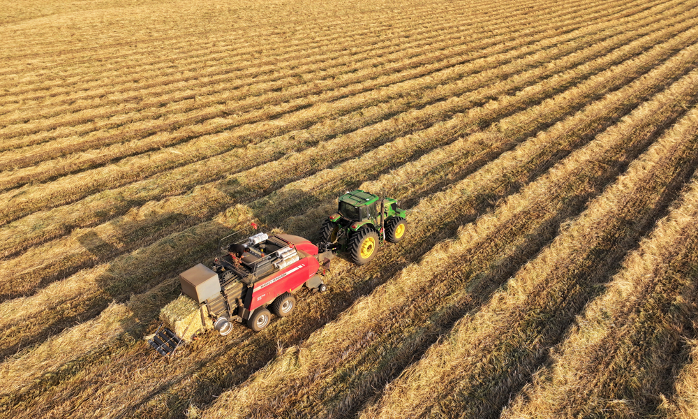 山丹马场10万亩燕麦草打包现场。