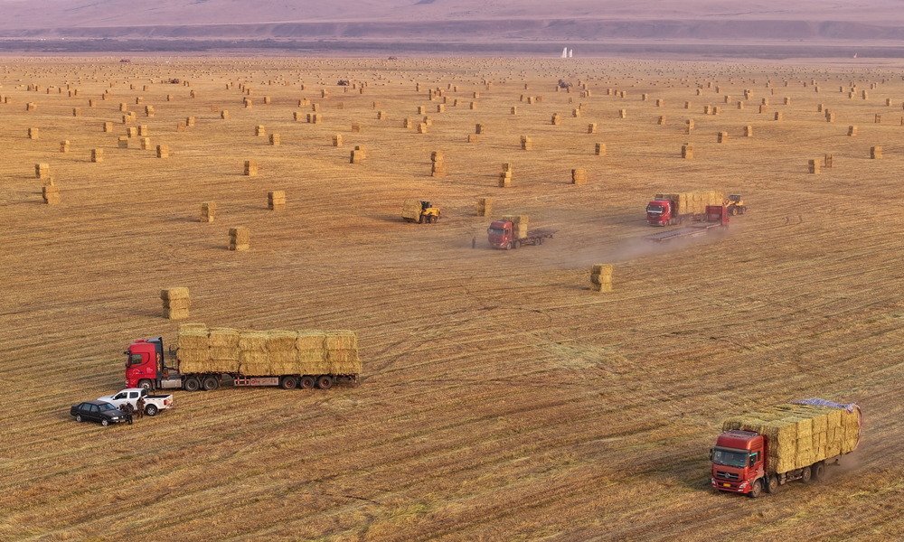 随着打包作业的持续推进，一辆辆运输车也在田间小道上穿梭不息，满载着打包好的燕麦草，朝着仓库或销售地疾驰而去。