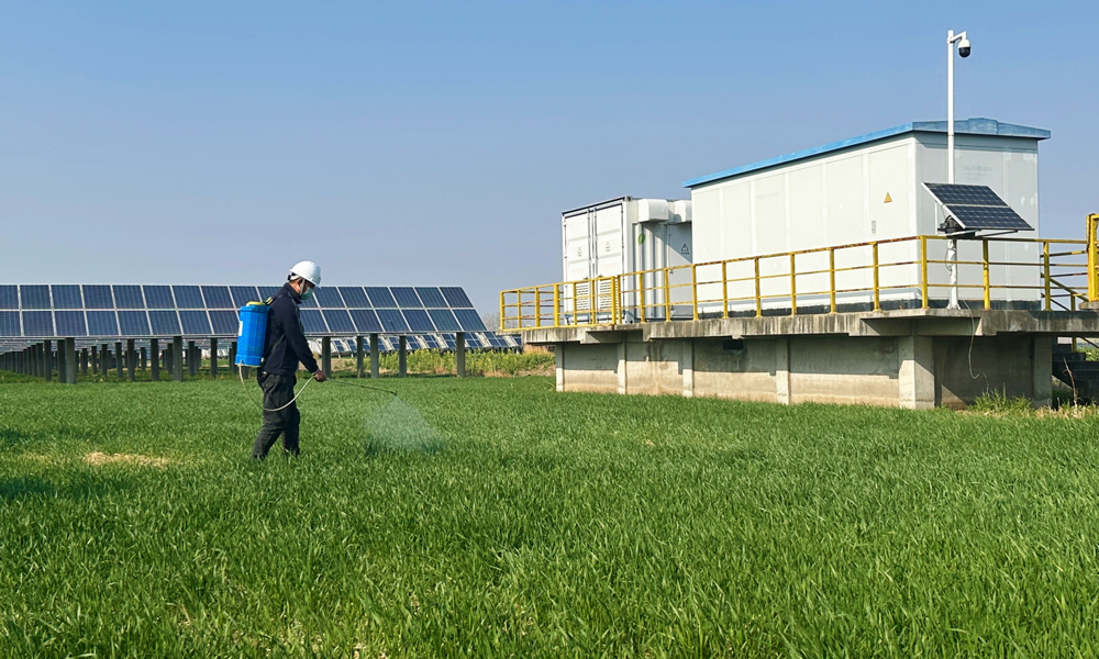 在中广核江苏浦南光伏电站，深蓝色的光伏板阵列下，嫩绿的麦苗正舒展新叶，工作人员在给返青的小麦播撒农药。浦南光伏电站将光伏发电与小麦种植有机结合，不仅提高了土地的使用效率，还促进了当地农业产业结构的优化升级，为农民增加经济收益。同时，光伏电站配备的气象监测设备可实时收集风速、温度、湿度等数据，对农业生产中的施肥、病虫害防治等具有参考价值，助力小麦产量增收。