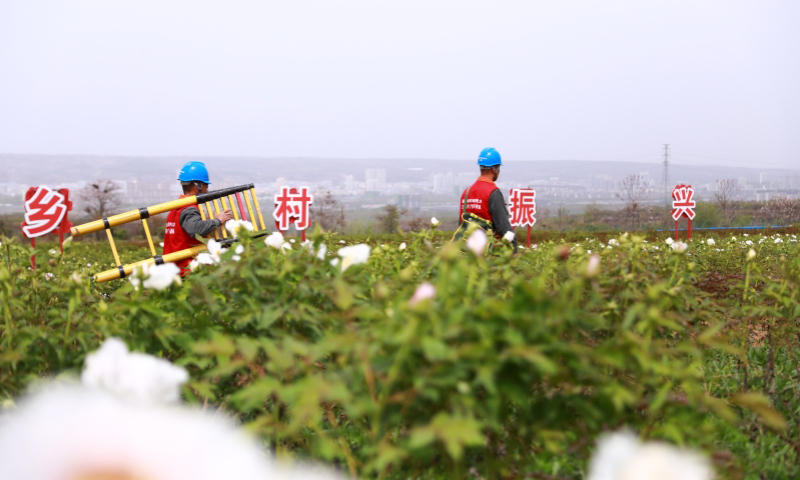 国家电网河南洛阳洛宁县供电公司工作人员在牡丹园提供服务。