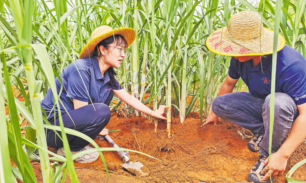 中海化学工作人员在广西崇左富岛甘蔗示范田回访，持续跟踪肥料施用效果。 