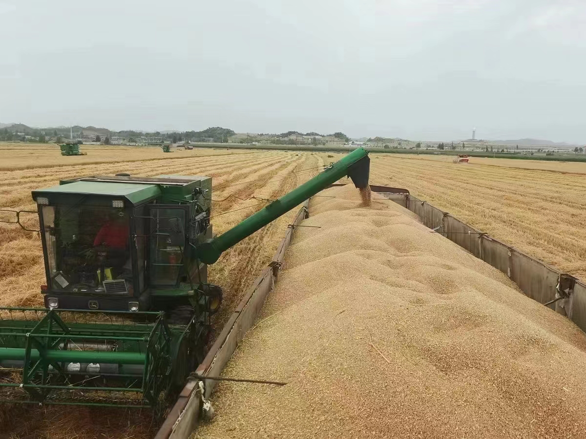 垦地合作:甘肃农垦亚盛股份兰州新区基地小麦丰收。.jpg 垦地合作:甘肃农垦亚盛股份兰州新区基地小麦丰收。.jpg